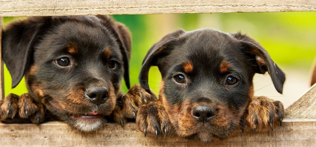 consulenza-nutrizionale-cani-gatti consulenza nutrizionale cani e gatti