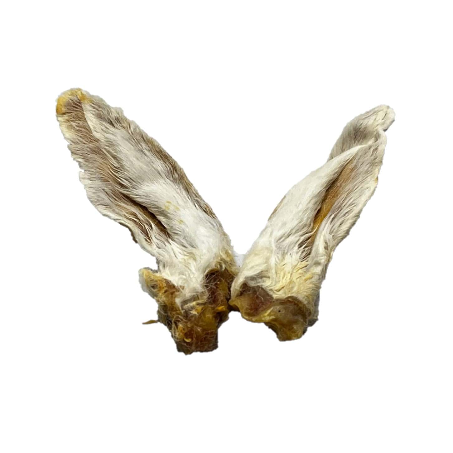 orecchie di coniglio